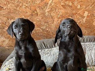 Labrador Retriever dogs - Advert 12