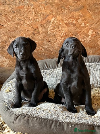 Labrador Retriever dogs - Advert 10