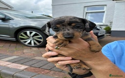 Miniature Dachshund dogs for sale: Miniature dachshund puppies  - Image 17