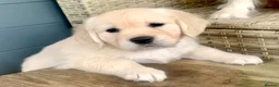 Golden Retriever dogs for sale: Exceptional Golden retriever litter - Advert 7