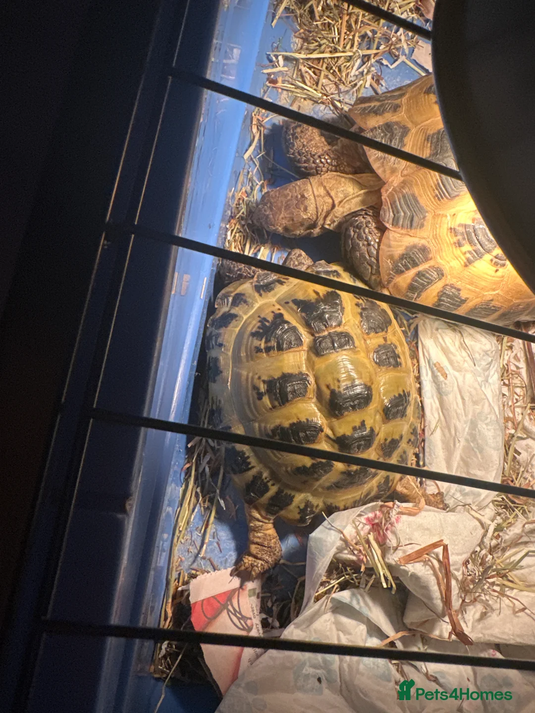 Tortoise reptiles for sale: Horsefield tortosie - Advert 2