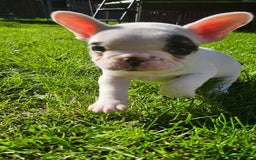 French Bulldog dogs for sale: French Bulldog looking for a loving home ❤️ - Image 8