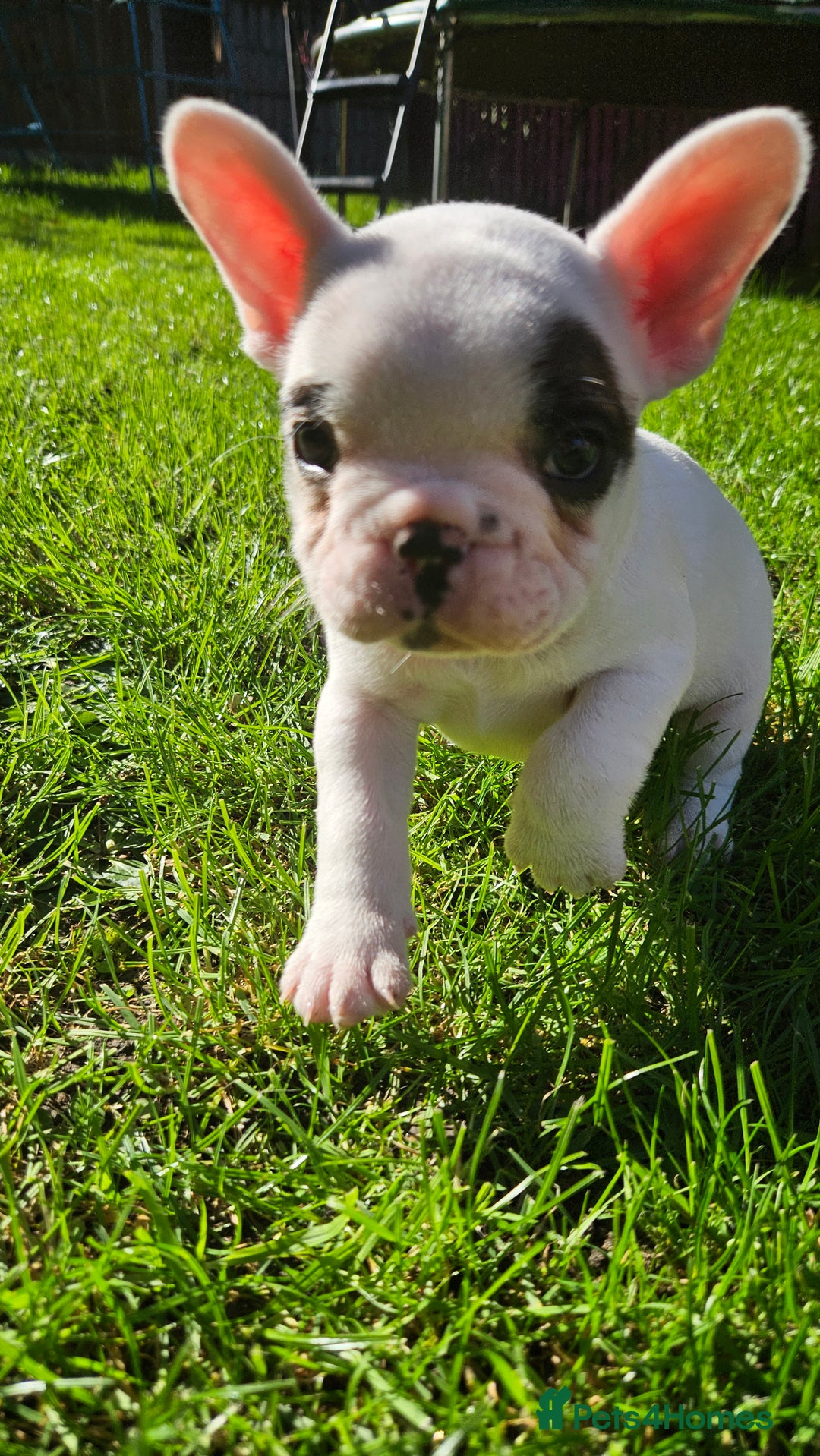 French Bulldog dogs for sale: French Bulldog looking for a loving home ❤️ - Image 8