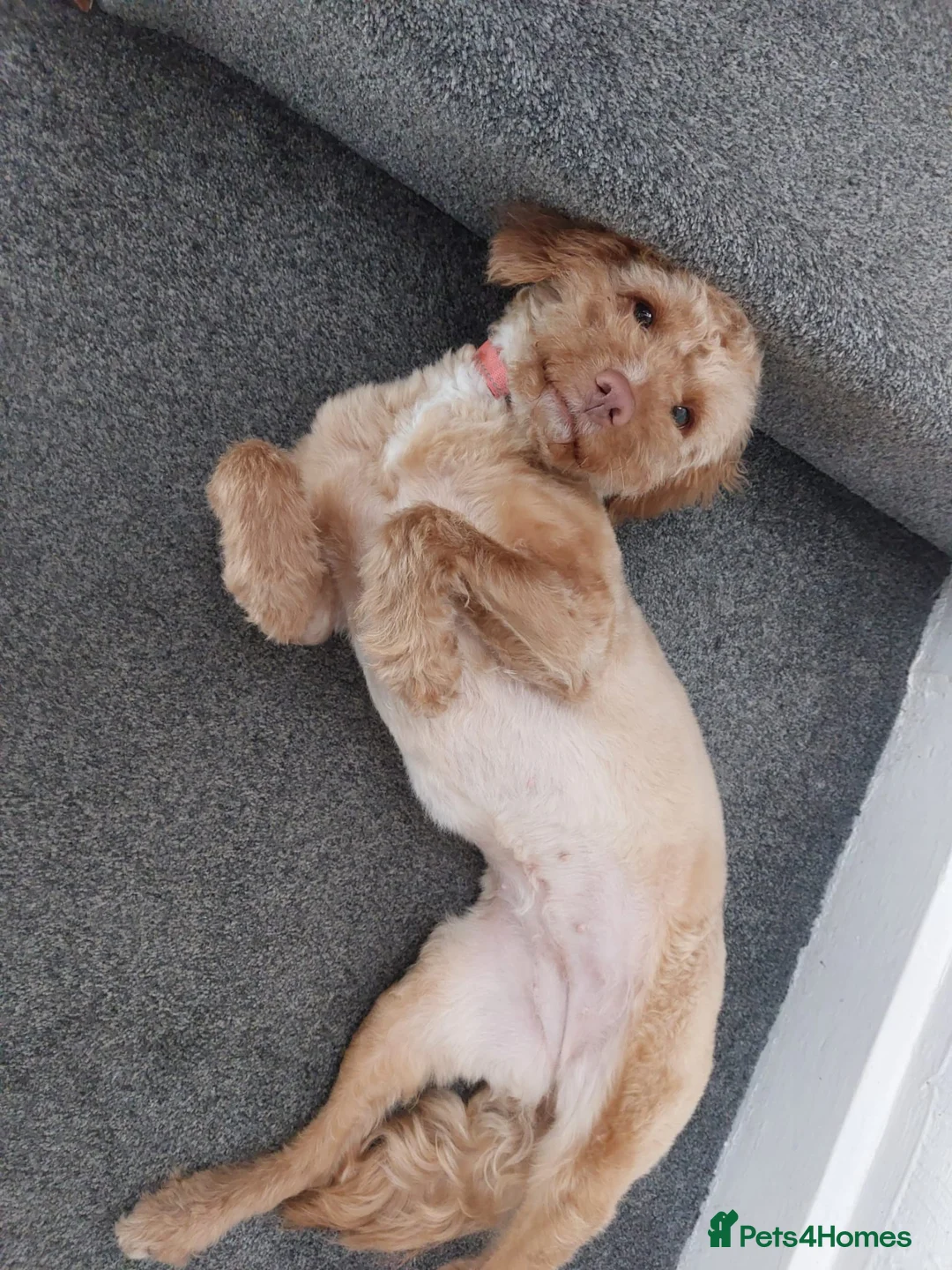 Cavachon dogs for sale: 2.5 Year Old Maisie Is Looking For A New Home - Advert 2