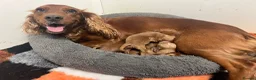 Cocker Spaniel dogs for sale: Beautiful Part Trained Red Cocker - Advert 7