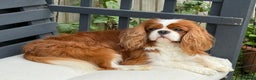Cavalier King Charles Spaniel dogs for stud: KC Reg for STUD Health Tested Excellent Pedigrees  in Nottingham - Advert 36