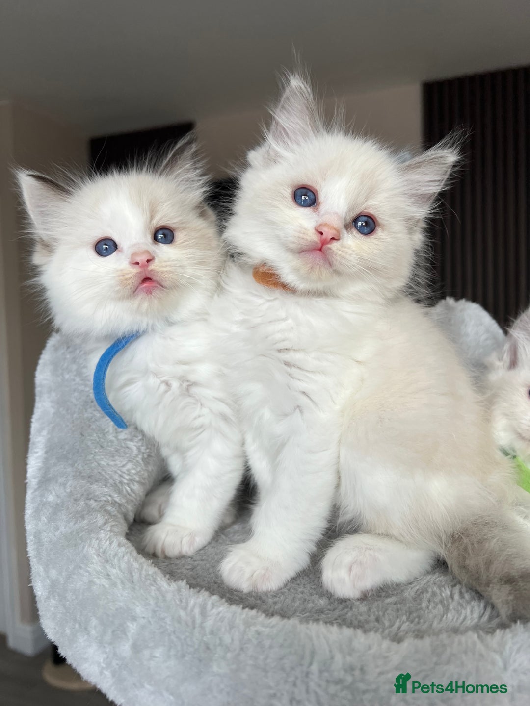 Ragdoll cats for sale: Registered Ragdoll kitttens for sale - Image 31