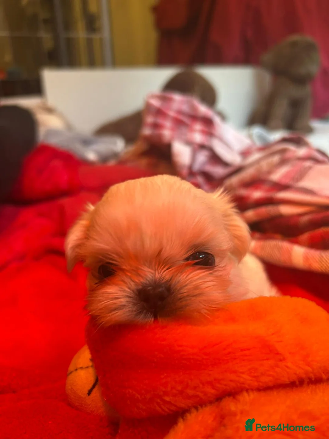 Shih Tzu dogs for sale: Kc stunning tiny pure white girl - Advert 7