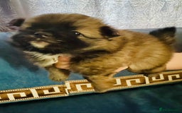 German Spitz dogs for sale: German spitz - Image 4
