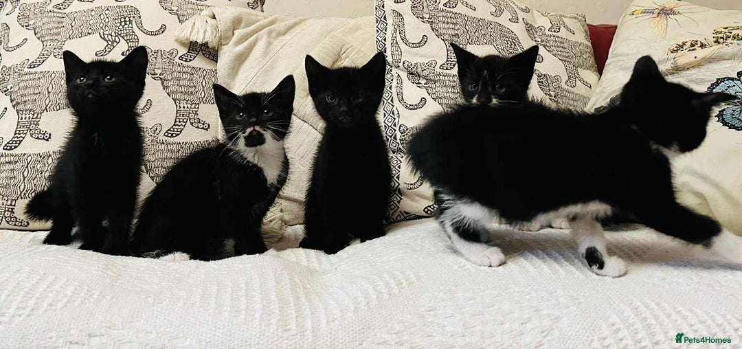 Mixed Breed cats for sale: Kittens  - Image 3