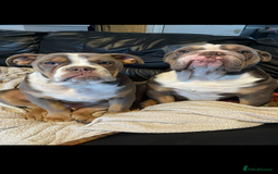 English Bulldog dogs for sale: Rehomimg due to break up - Image 18