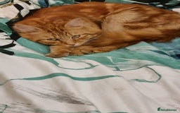Siberian cats for stud: Handsome Ginger Siberian Cat for Stud - Image 9