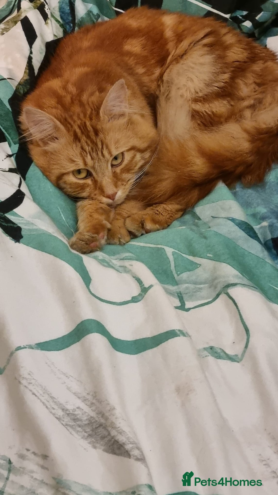 Siberian cats for stud: Handsome Ginger Siberian Cat for Stud - Image 9