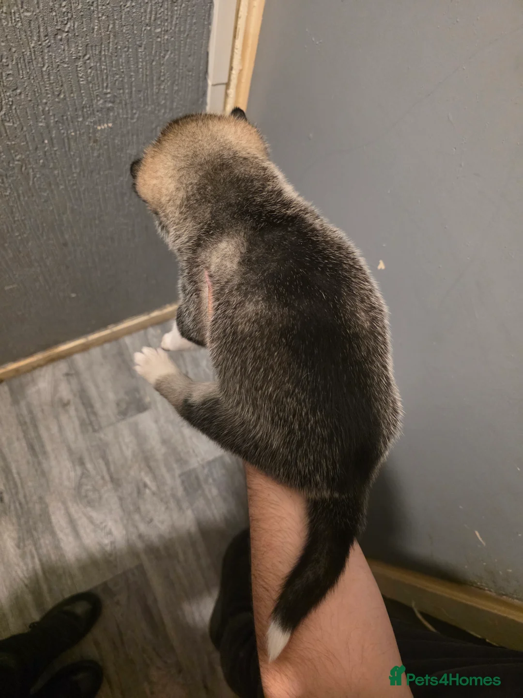 Huskita dogs for sale: huskita/siberian husky puppies - Advert 2