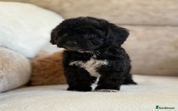 Cockapoo dogs for sale: F1 cockapoo puppies PRA TESTED - Image 18