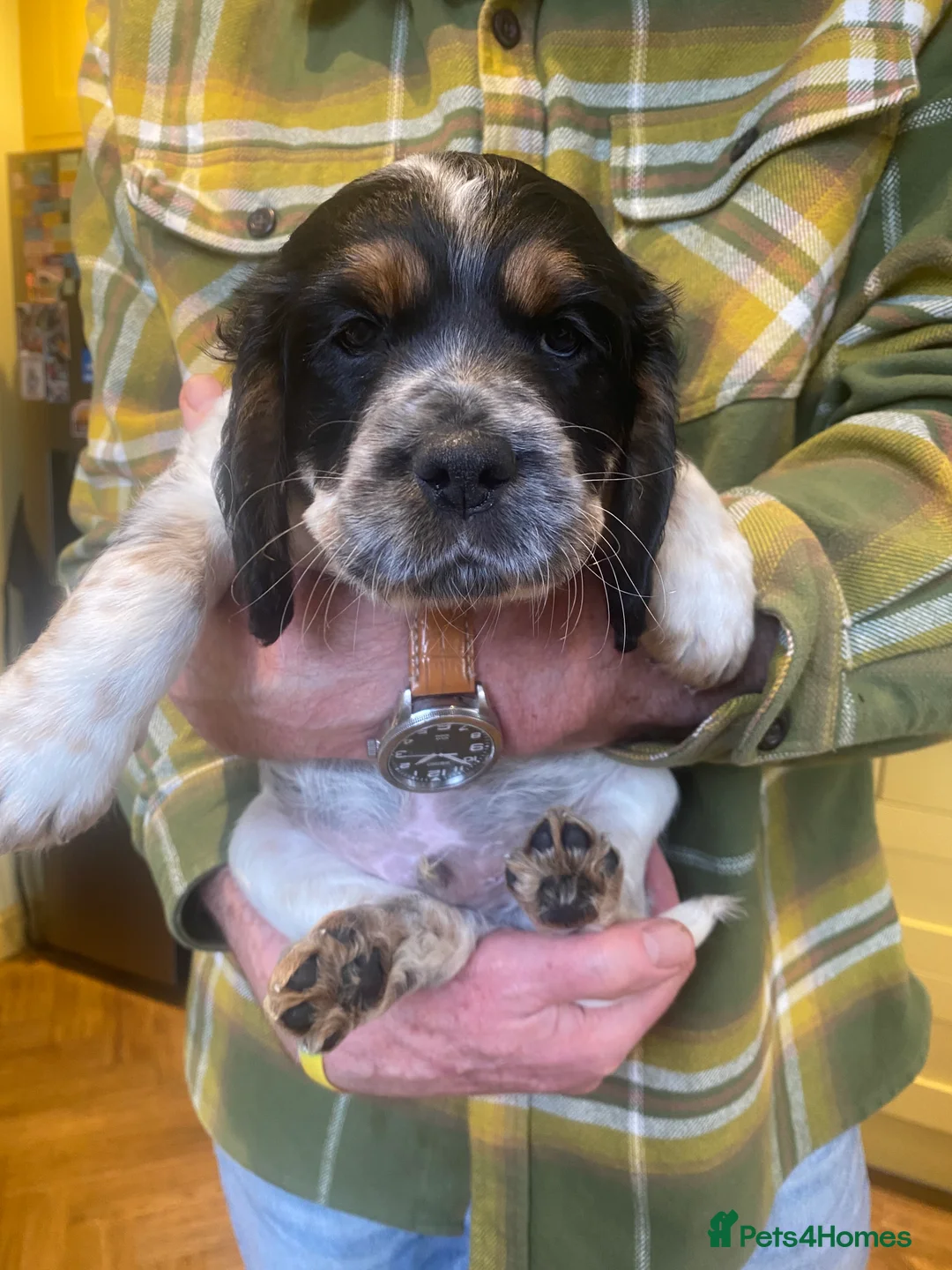 Cocker Spaniel dogs for sale: Working Cocker Puppies - Advert 4