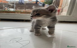Mixed Breed cats for sale: AVAILABLE SECOND WEEK OF SEPTEMBER  - Image 11