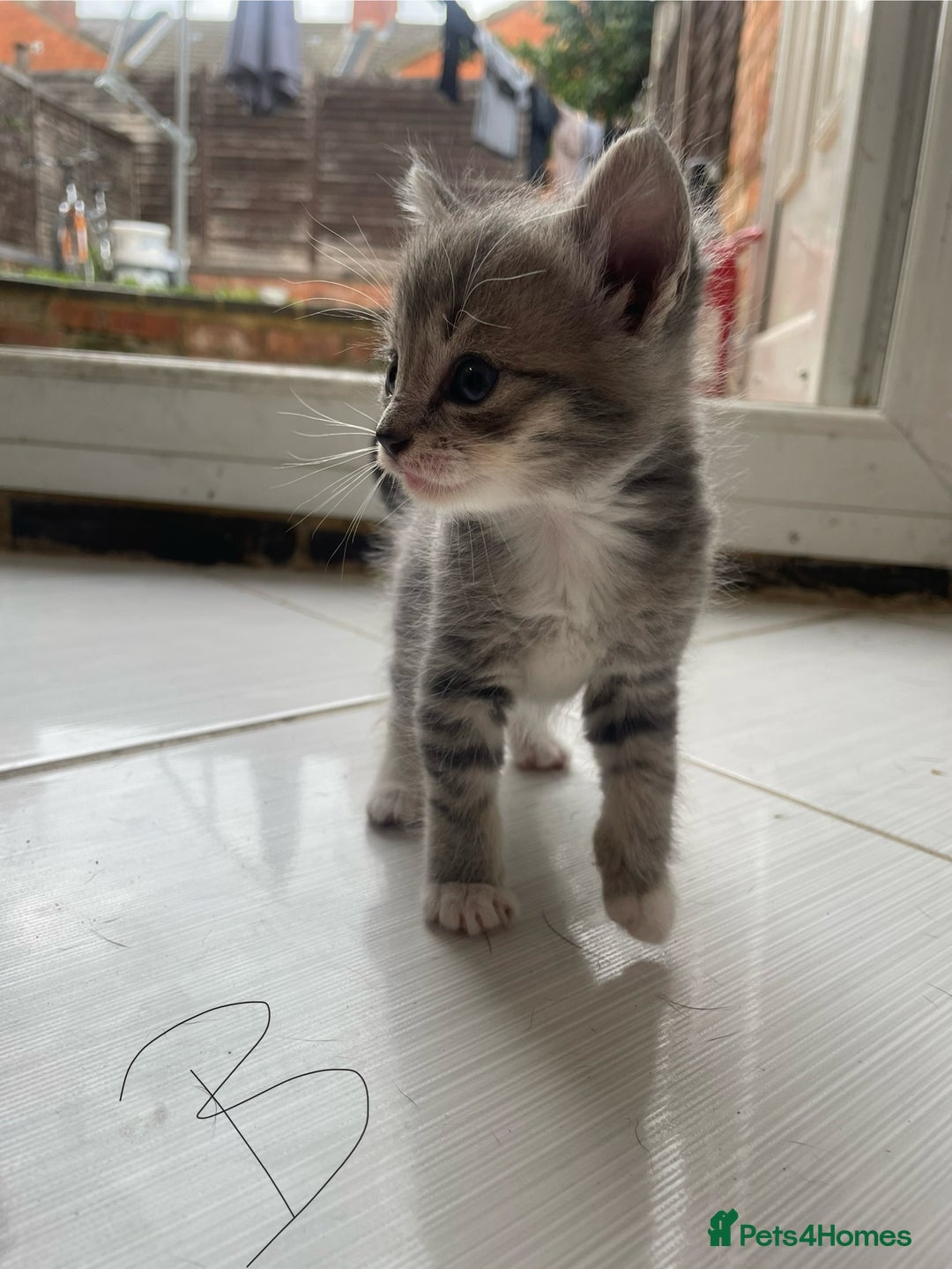 Mixed Breed cats for sale: AVAILABLE SECOND WEEK OF SEPTEMBER  - Image 11