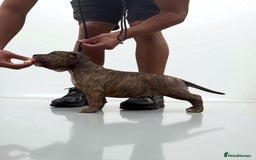 American Bully dogs for sale: Champion Bloodline American Pocket Bully Puppies - Image 12