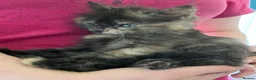 Mixed Breed cats for sale: Long haired tortoiseshell female kittens.  - Advert 8