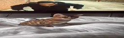 Bengal cats for sale: Bengal Cat in London - Advert 3