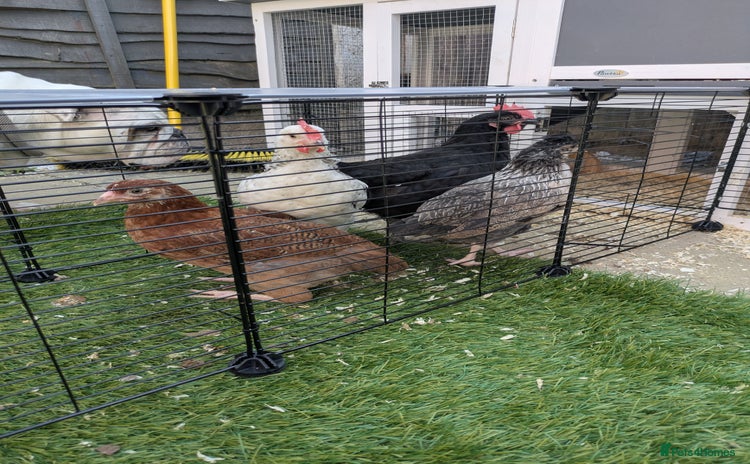 Chickens poultry - Advert 3