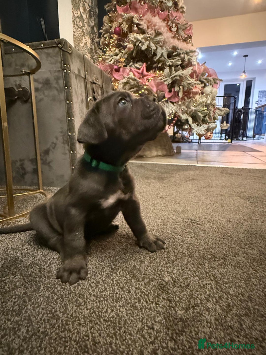 Cane Corso dogs for sale: EXCEPTIONAL PEDIGREE CANE CORSO PUPPIES - Advert 13