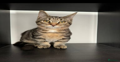 Munchkin cats - Advert 9