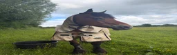 Welsh Section D horses for sale: Welsh Section D Bay gelding  in Hereford - Advert 6