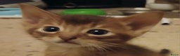 Abyssinian cats for sale: Super Aby kittens - Advert 3