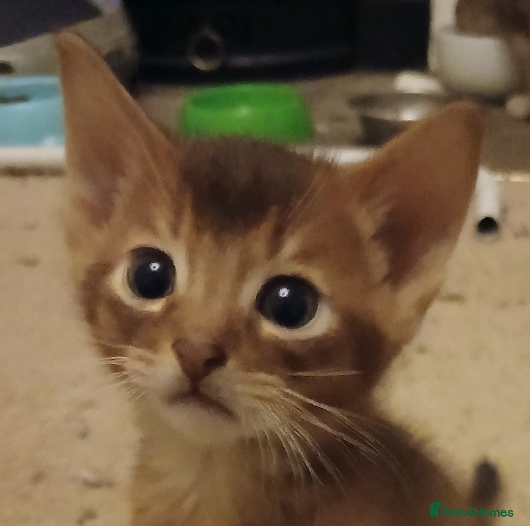 Abyssinian cats for sale: Super Aby kittens - Advert 3