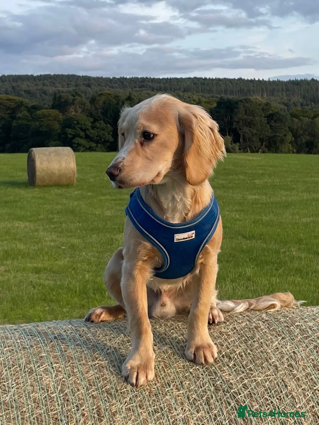 Cocker Spaniel dogs for stud: Roddy for stud - Advert 4