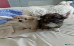 Mixed Breed dogs for sale: Puppy's  - Image 1