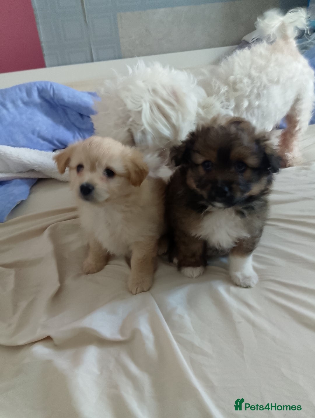 Mixed Breed dogs for sale: Puppy's  - Image 1
