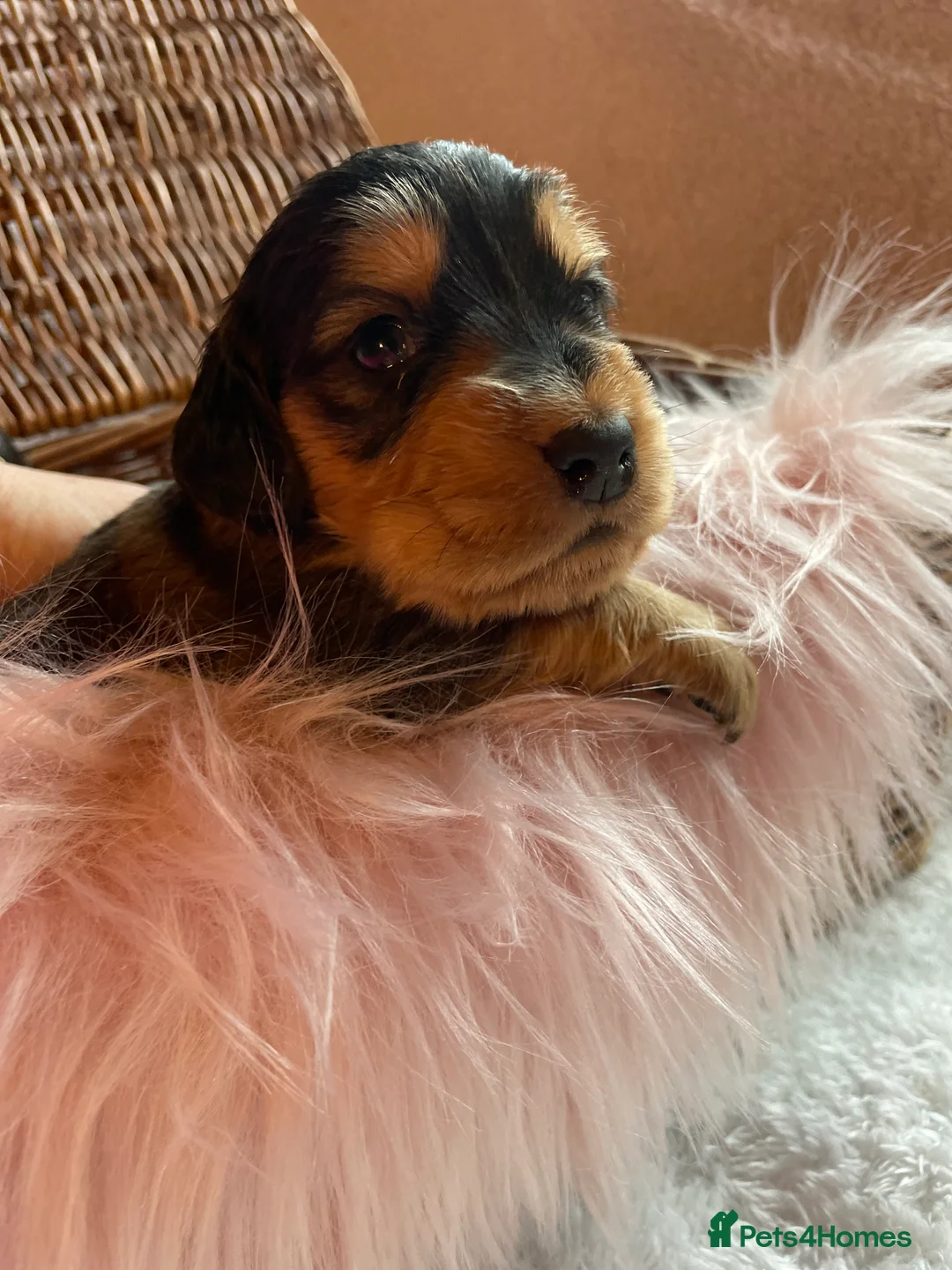 Mixed Breed dogs for sale: V.RARE ! Miniature GOLDEN RETRIEVERS(Dakota sport) - Advert 23