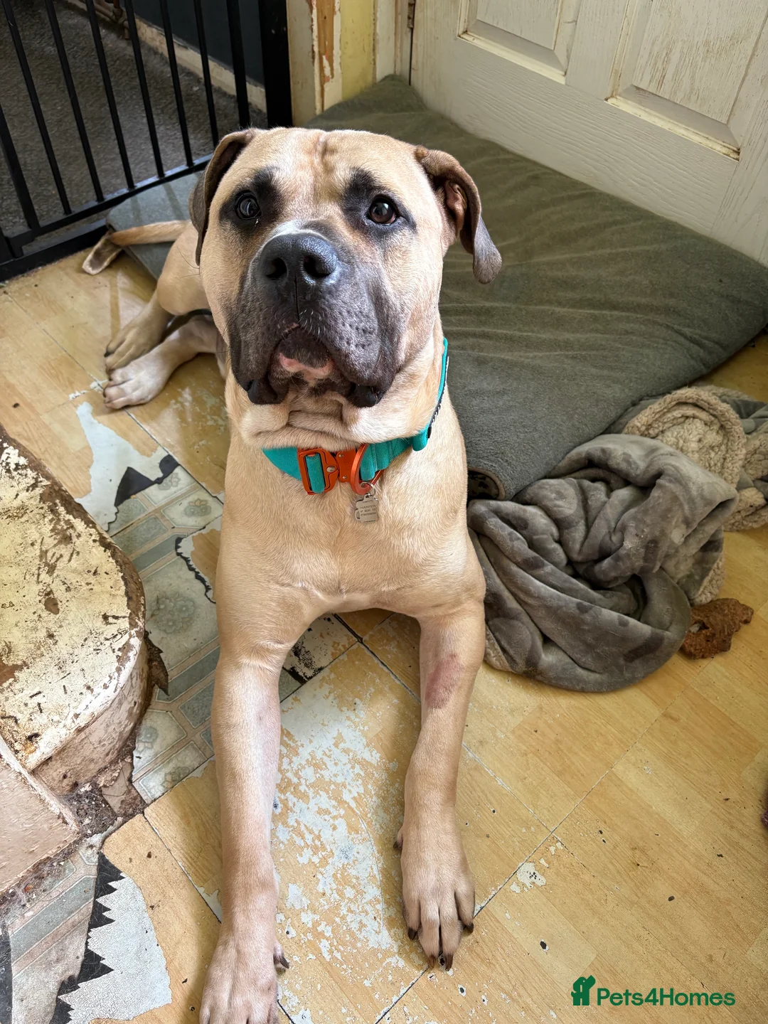 Mixed Breed dogs for sale: 2 year old presa canario called Zeke  - Advert 3