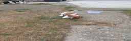Jack Russell dogs for sale: 5 Gorgeous Juck Russel Puppies for sale  in London - Advert 7