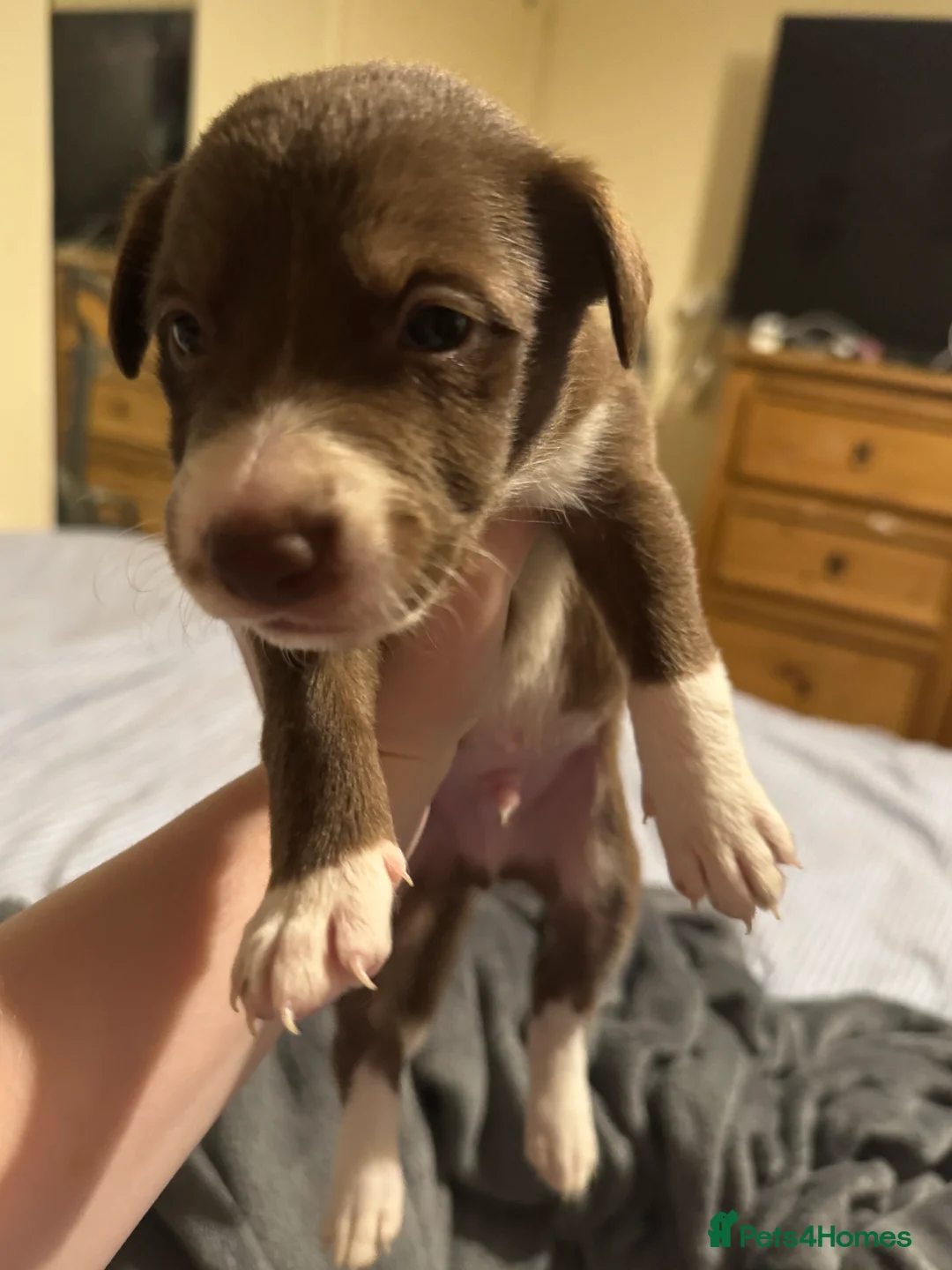 Borador dogs for sale: 8 lab cross collies  - Advert 3