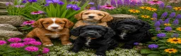 Cockapoo dogs for stud: 🌟 PROVEN STUD 🌟  - Advert 4