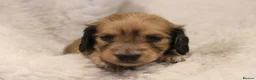 Miniature Dachshund dogs for sale: READYNOW KC cream L/H Health tested Mini Dachshund - Advert 23