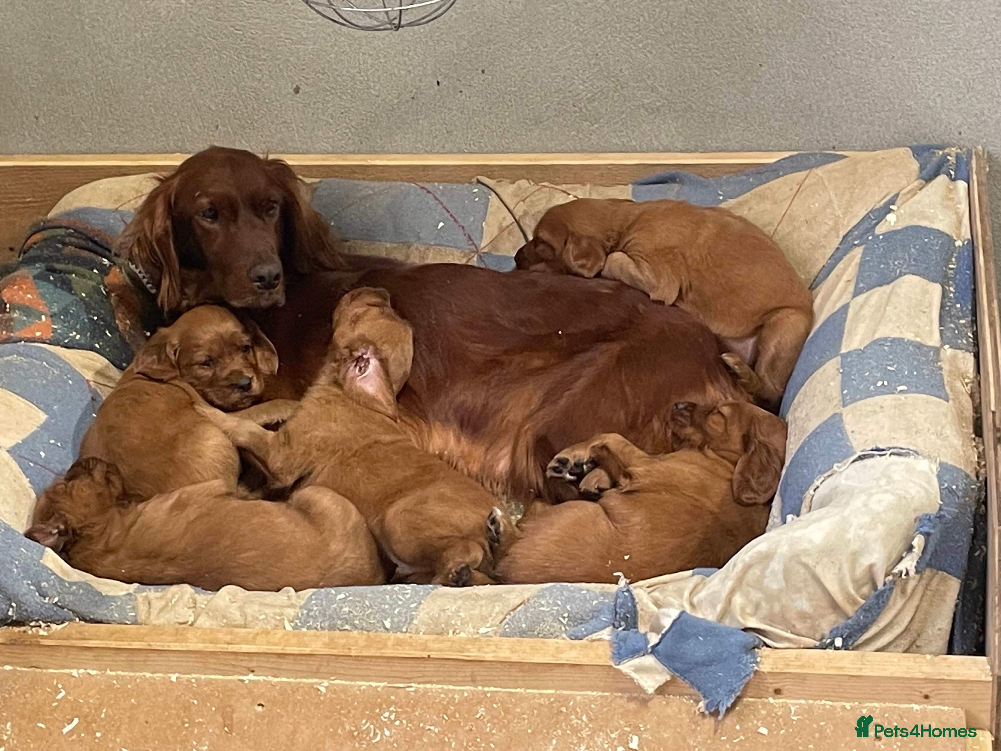 Irish Setter dogs Purebred Irish setter pups for sale - Advert 18