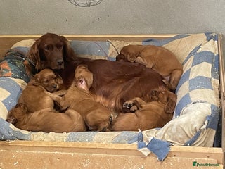 Irish Setter dogs Purebred Irish setter pups for sale - Advert 1