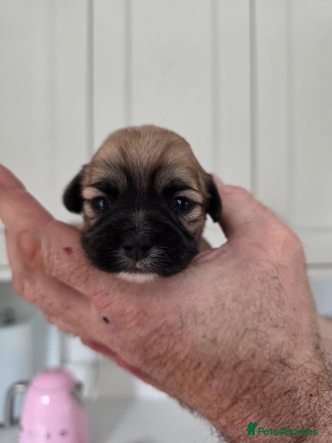 Lhasa Apso dogs for sale: Beautiful Lhasa Apso Puppies - Image 2