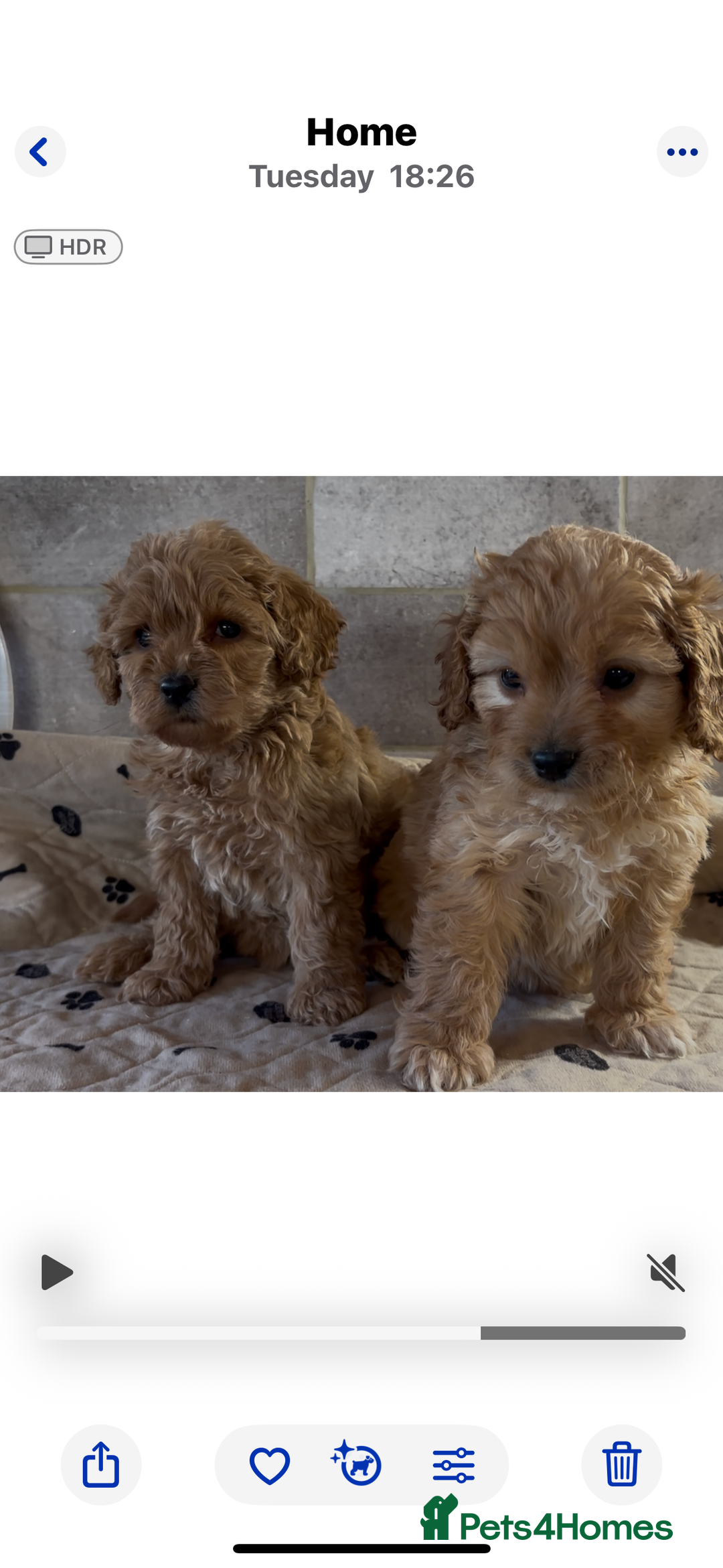 Cockapoo dogs for sale: 🐶 Gorgeous F1 Cockapoo Puppies –  Vet Checked  - Image 8