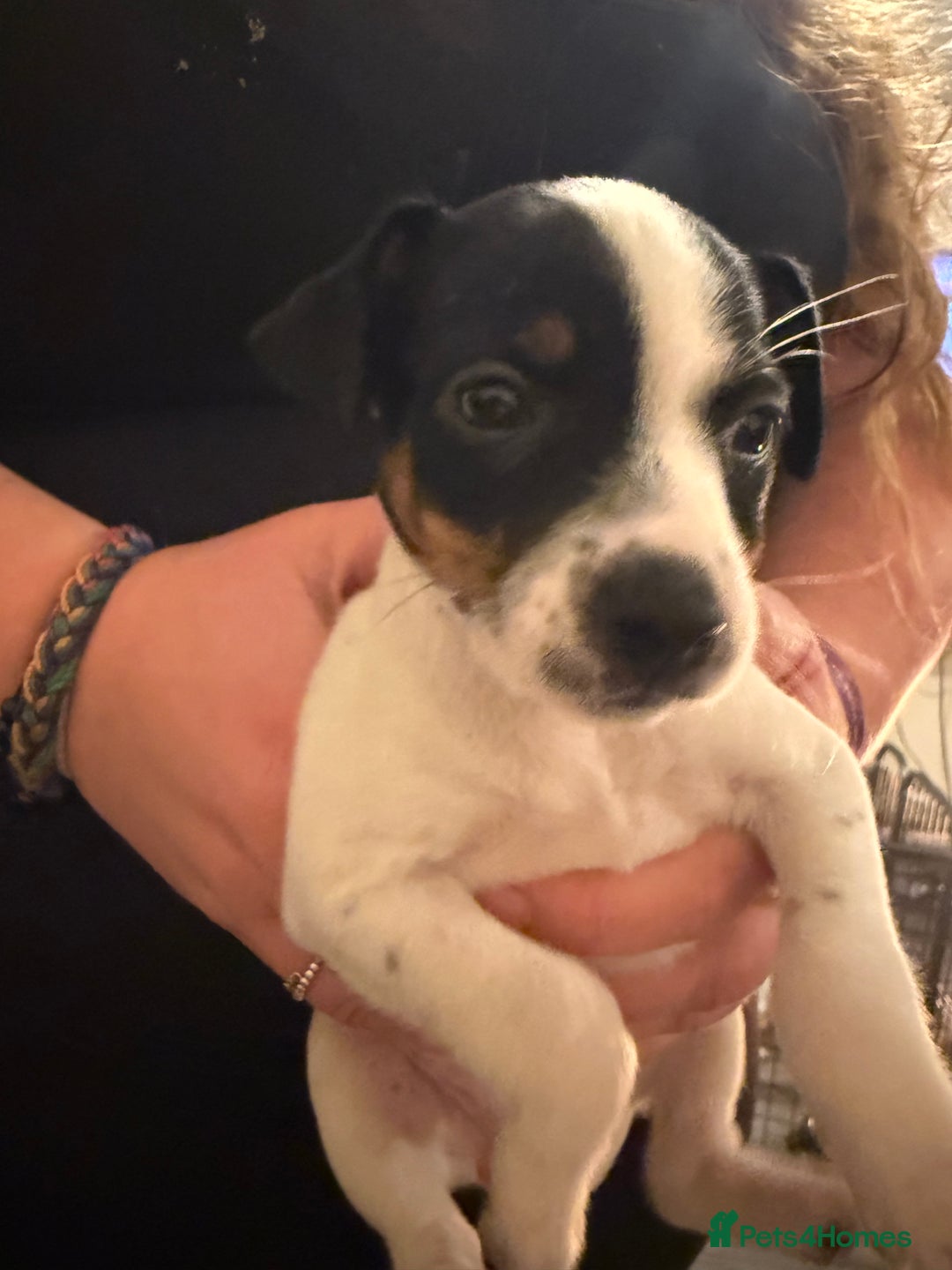 Jack Russell dogs for sale: ONE GIRL LEFT!!  Jack Russell puppies - Advert 15