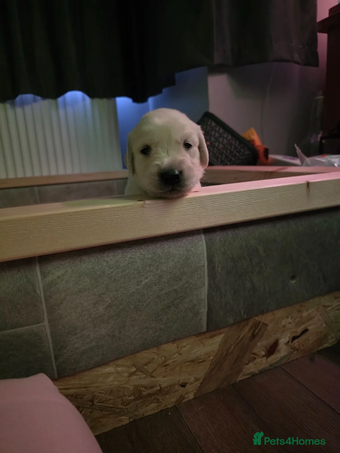 Golden Retriever dogs for sale: 3 Gorgeous KC Registered Golden Retriever  - Advert 2