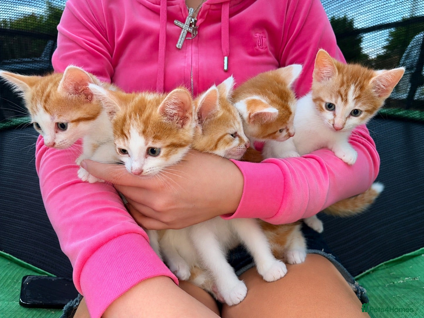 Mixed Breed cats Male kittens  - Advert 1