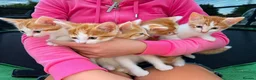 Mixed Breed cats for sale: Male kittens  in Doncaster - Advert 1
