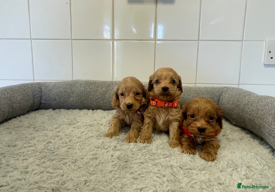 Cockapoo dogs for sale:  ❤️f1 cockapoos now having viewing 5 wks old  - Image 9