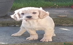Cocker Spaniel dogs for sale: Cocker spaniel puppies for sale  - Image 3